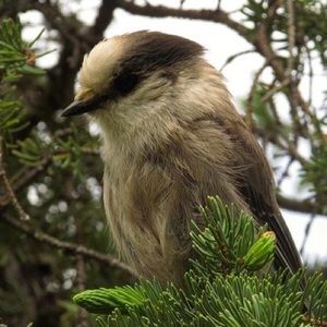 Meet your Posher, Brett